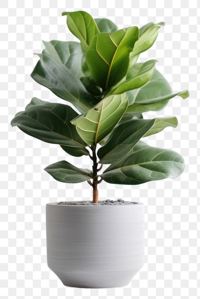 PNG Leaf bonsai plant vase. AI generated Image by rawpixel.