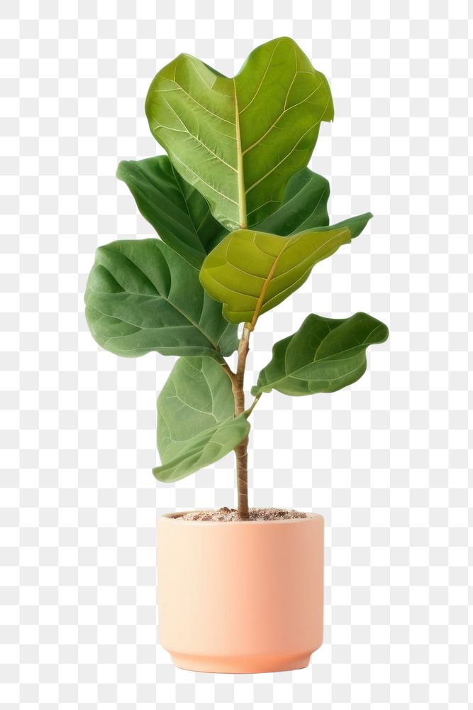 PNG Leaf plant houseplant flowerpot. AI generated Image by rawpixel.