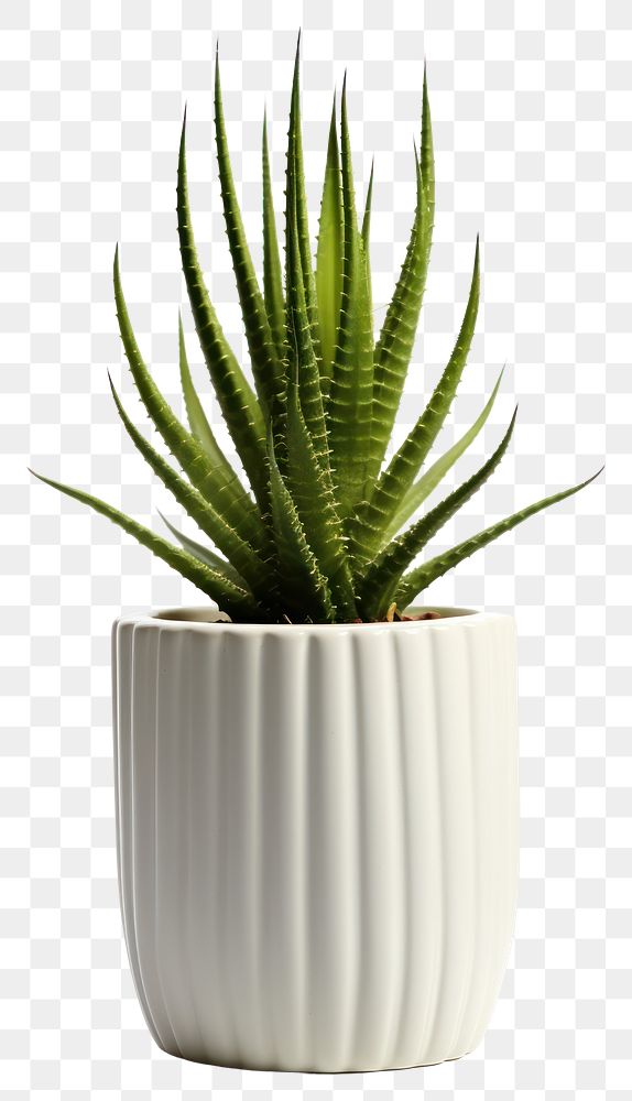 PNG Plant cactus aloe vase. 