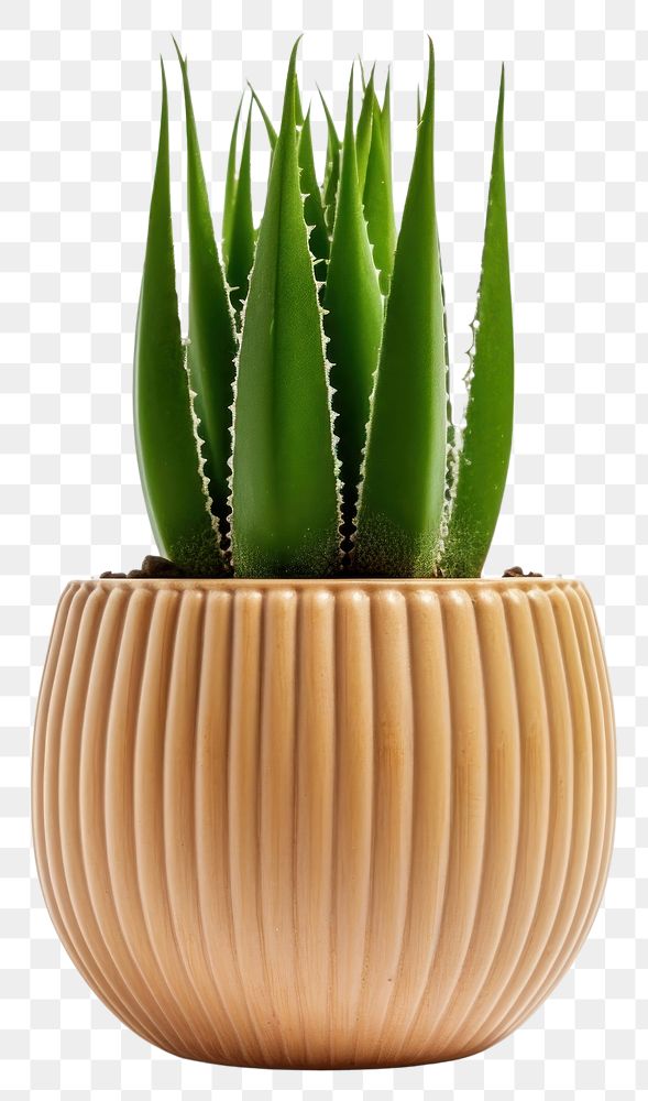 PNG Plant cactus aloe vase. AI generated Image by rawpixel.