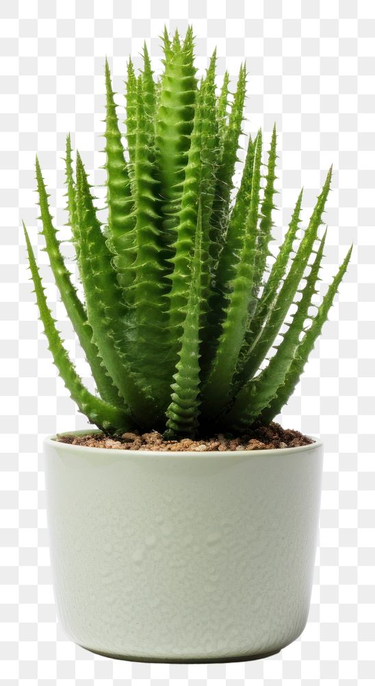 PNG Plant cactus aloe xanthorrhoeaceae. AI generated Image by rawpixel.