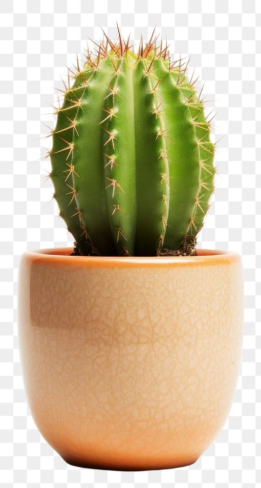 PNG Cactus plant white background potted plant. AI generated Image by rawpixel.