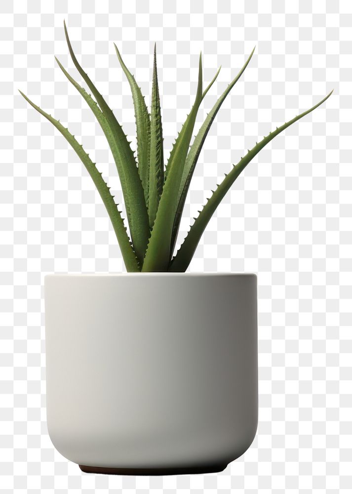 PNG Plant aloe vase potted plant. AI generated Image by rawpixel.