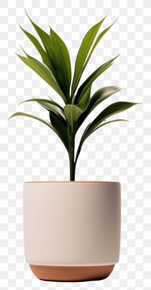 PNG Plant leaf vase  