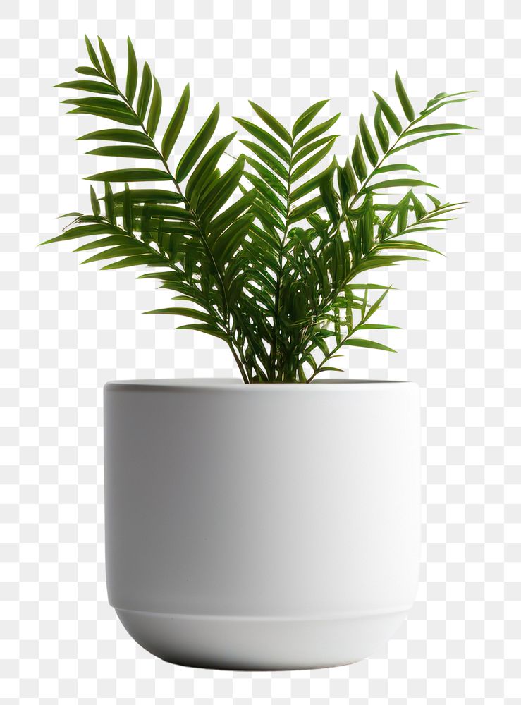 PNG Plant leaf vase white background. AI generated Image by rawpixel.