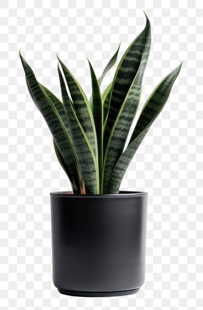 PNG  Plant leaf vase bromeliaceae. AI generated Image by rawpixel.