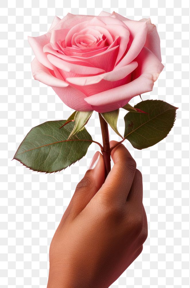 PNG Love rose holding flower. AI generated Image by rawpixel.