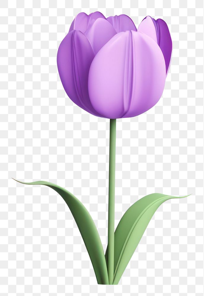 PNG Tulip blossom flower purple. AI generated Image by rawpixel.