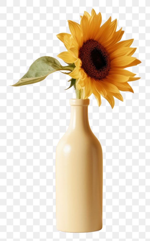 PNG Sunflower bottle plant vase. 