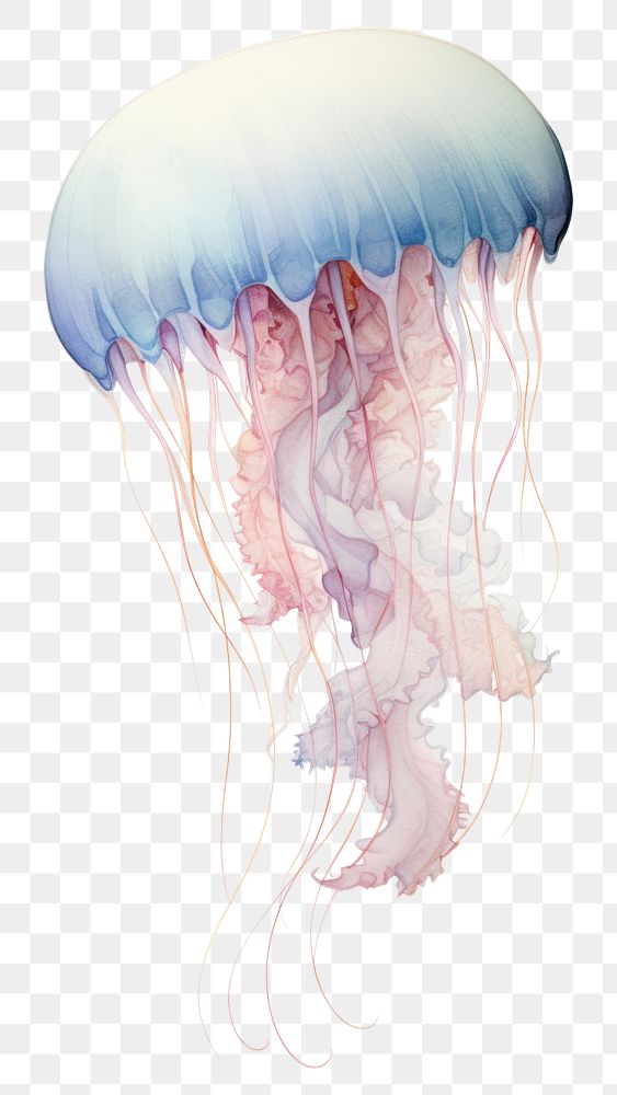 PNG Jellyfish animal invertebrate transparent background