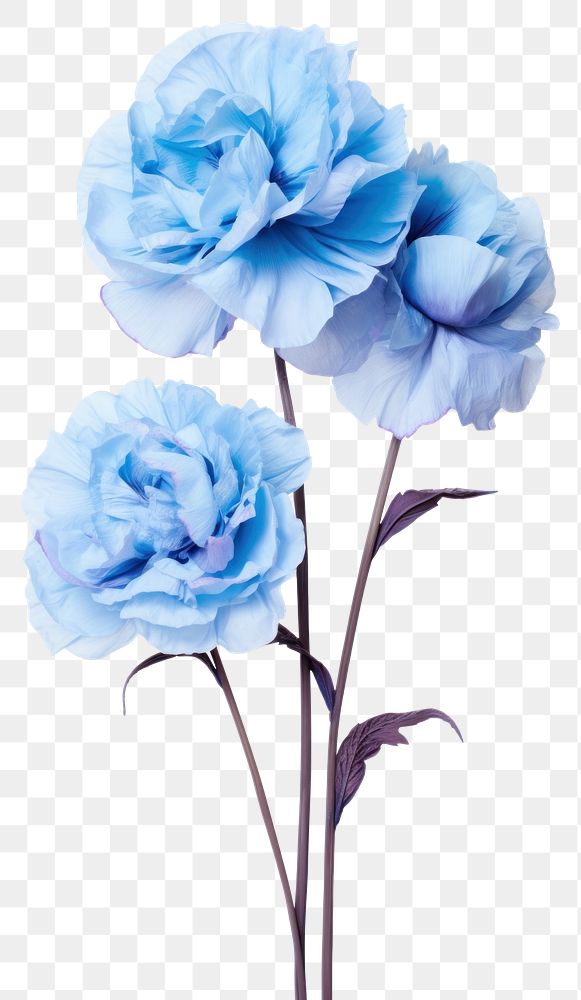 PNG Flower plant rose blue. 