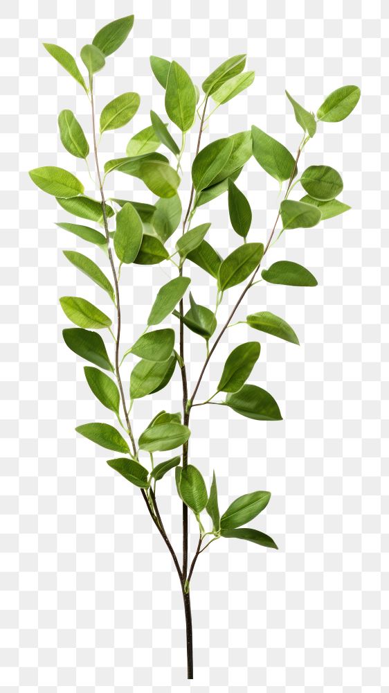 PNG Branch plant green herbs transparent background
