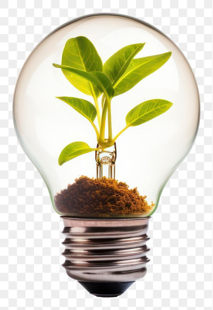 PNG Light plant lightbulb electricity transparent background