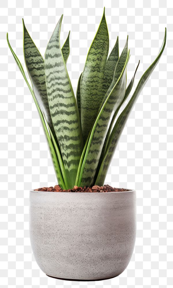 PNG Plant leaf vase transparent background. AI generated Image by rawpixel.