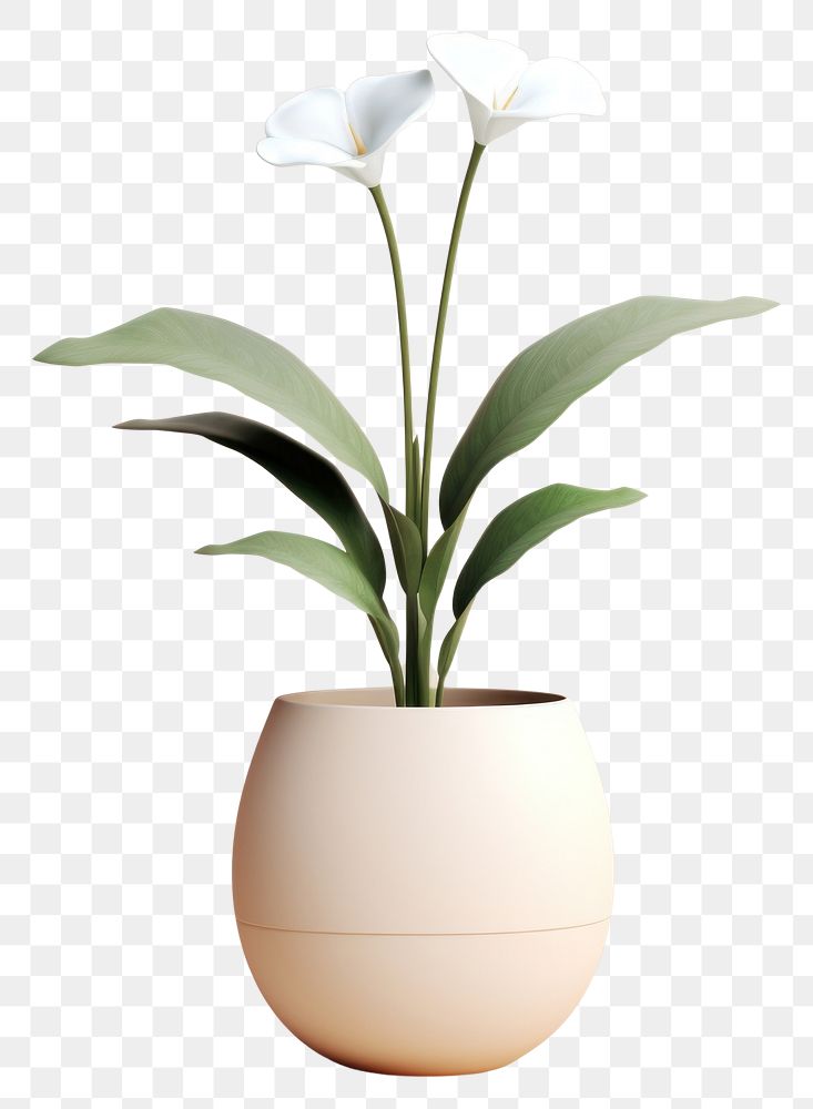 PNG Flower plant vase white. AI generated Image by rawpixel.