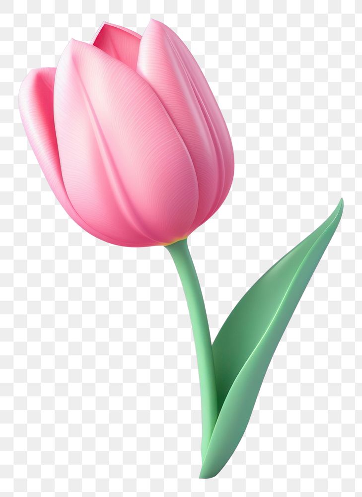 PNG Flower tulip blossom plant. 