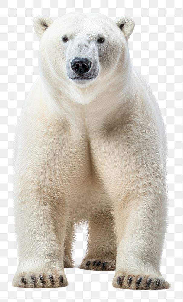 PNG Bear wildlife animal mammal. AI generated Image by rawpixel.