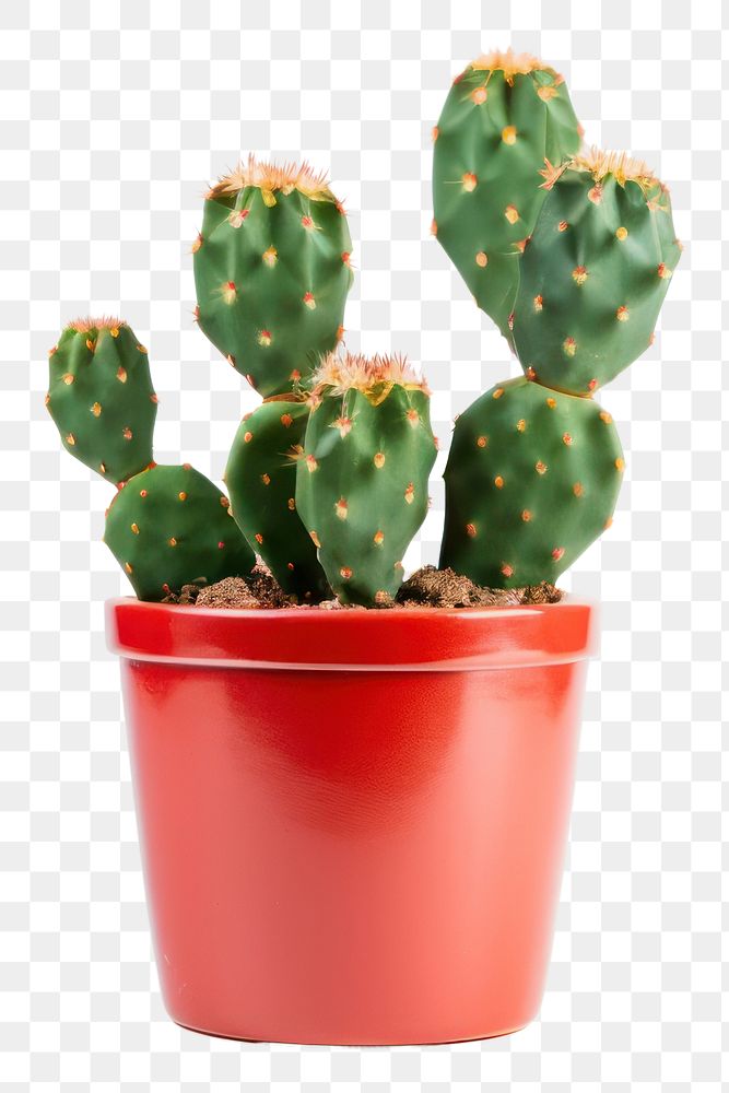 PNG Cactus plant houseplant prickly pear cactus. AI generated Image by rawpixel.