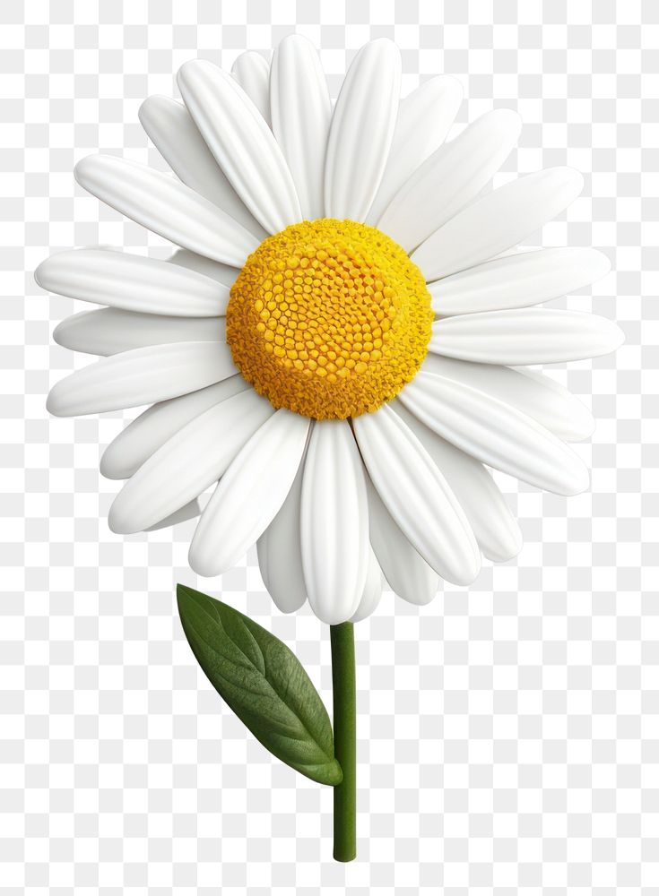 PNG Flower daisy plant white. AI generated Image by rawpixel.