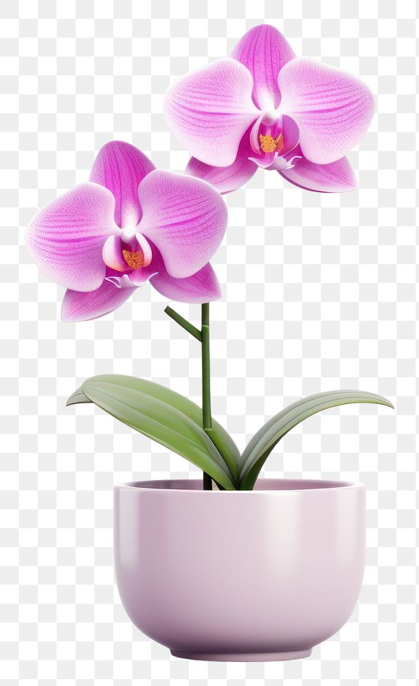 PNG Flower orchid blossom plant. 