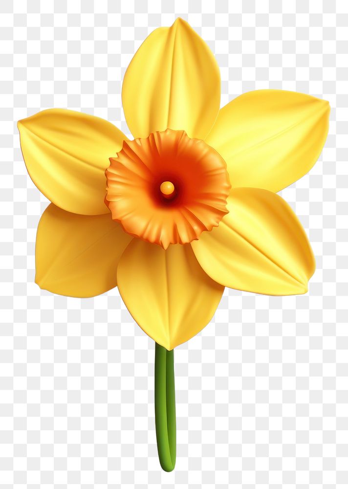 PNG Flower narcissus plant transparent background. 