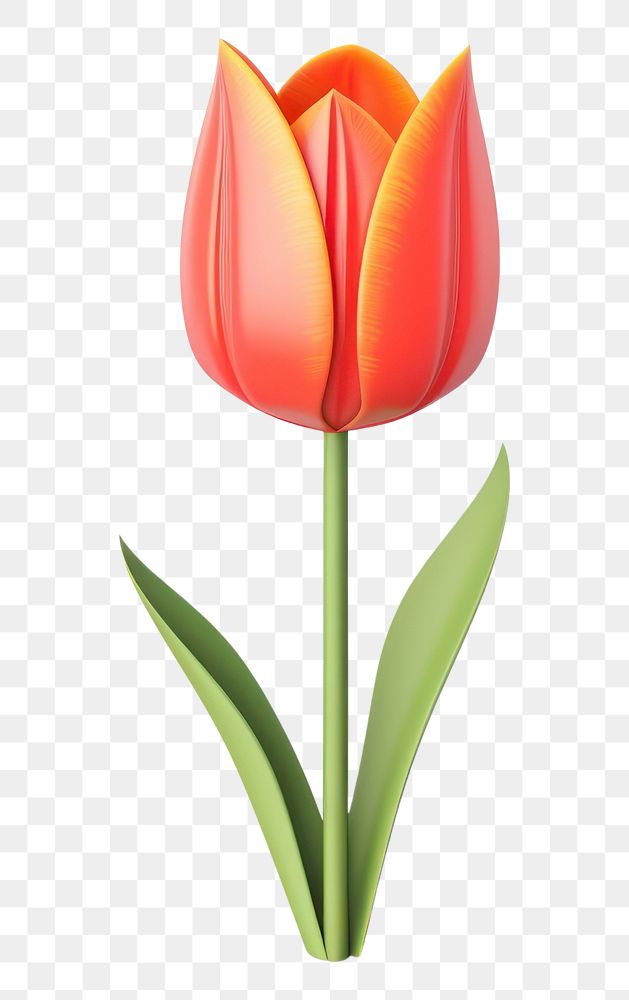 PNG Flower tulip blossom plant. 