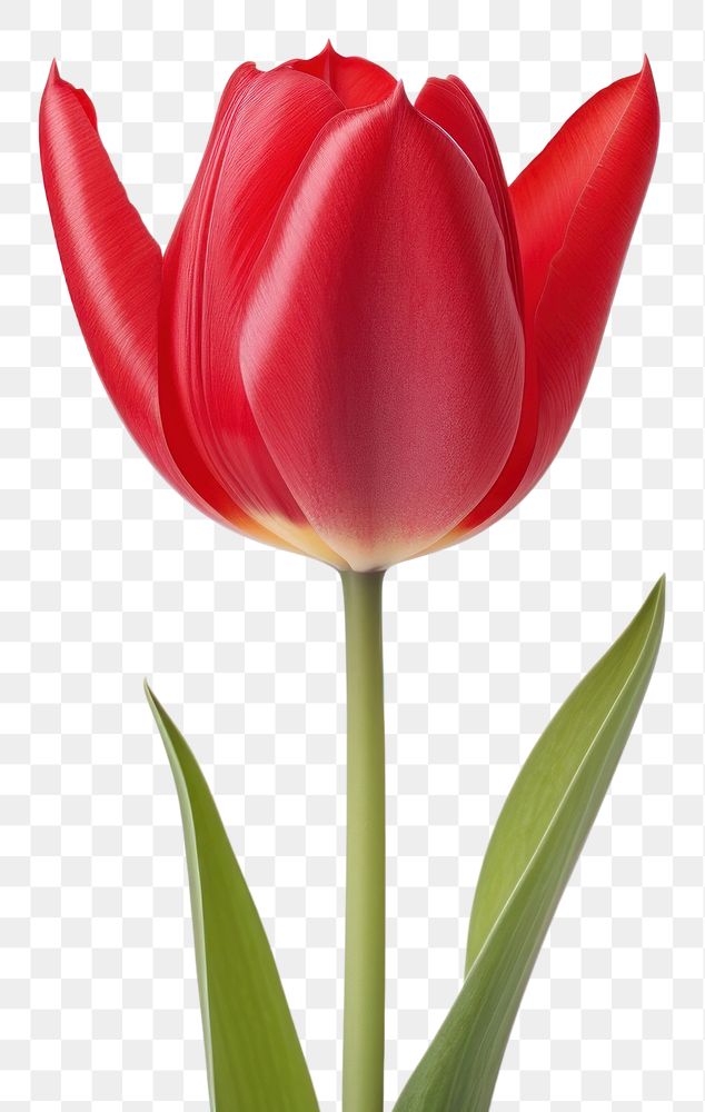PNG Flower tulip blossom plant. AI generated Image by rawpixel.