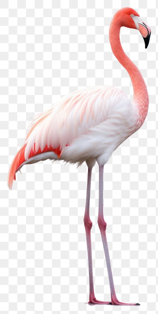 PNG Flamingo animal bird white background. AI generated Image by rawpixel.