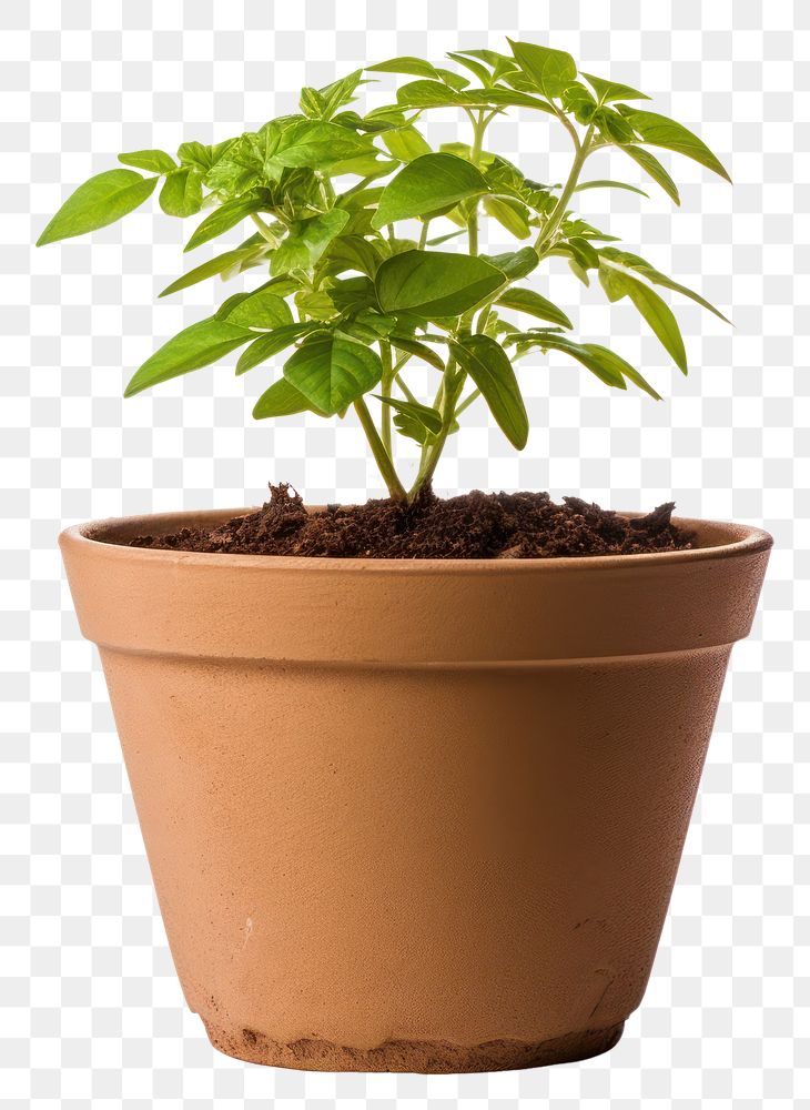 PNG Flowerpot gardening plant herbs. 