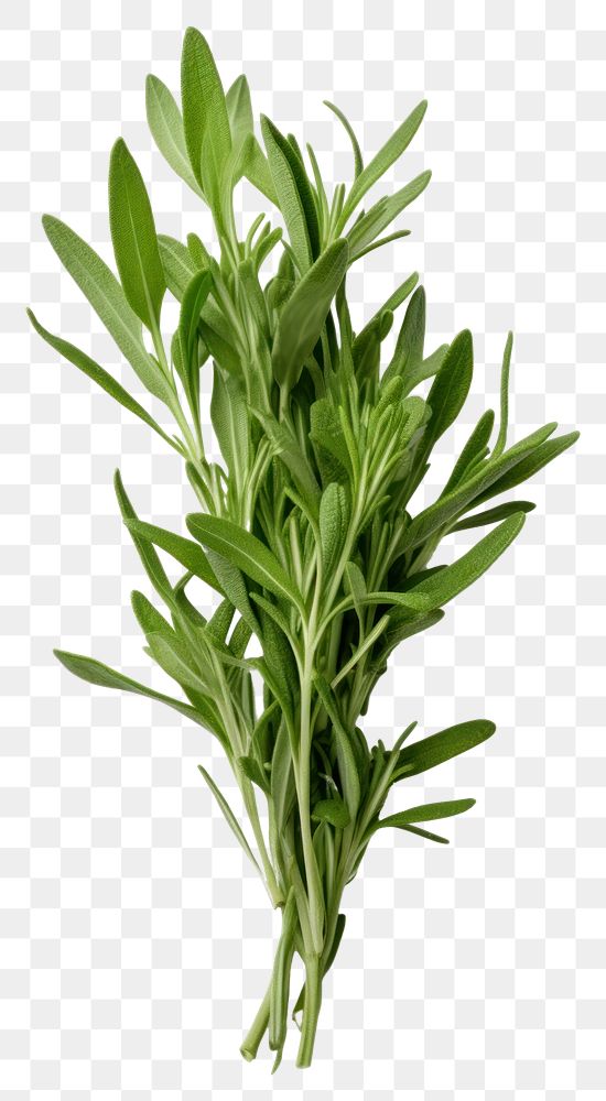 PNG Tarragon vegetable plant herbs. AI generated Image by rawpixel.