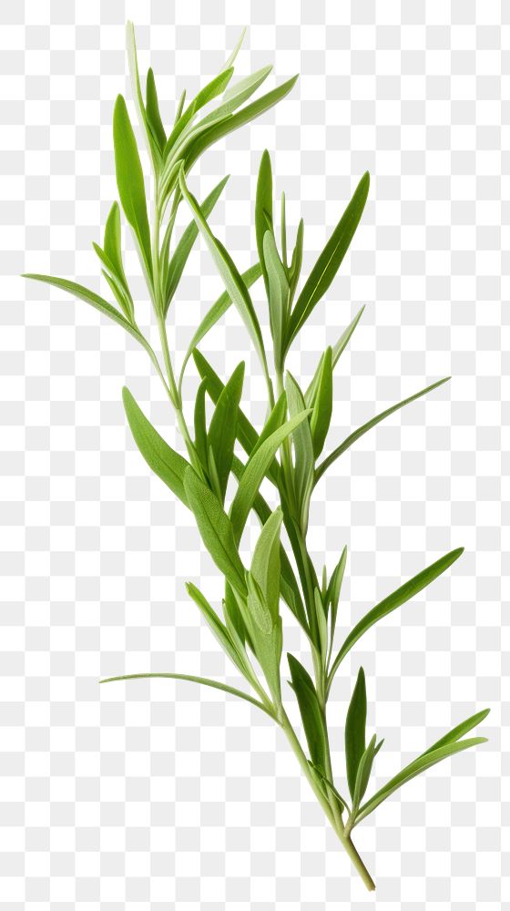 PNG Tarragon plant herbs leaf. 