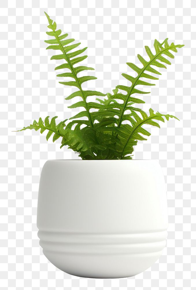 PNG Plant fern vase leaf. AI generated Image by rawpixel.