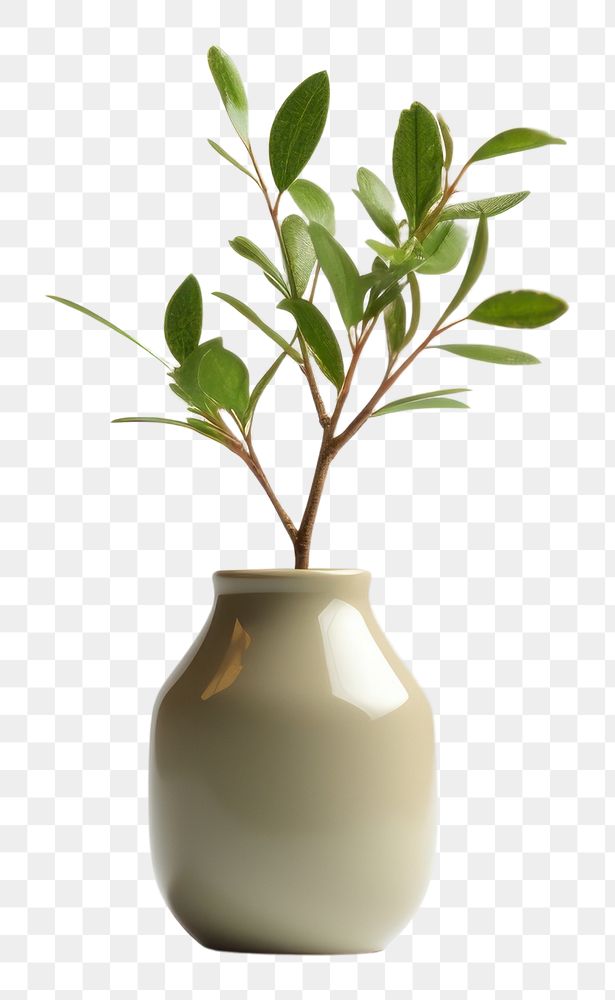 PNG  Vase plant houseplant decoration. AI generated Image by rawpixel.