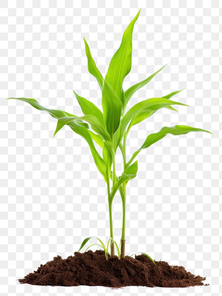 PNG Plant leaf soil corn. AI generated Image by rawpixel.