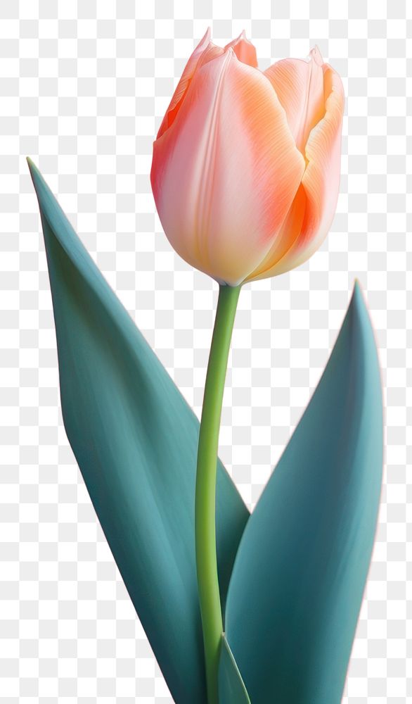 PNG Tulip blossom flower plant transparent background