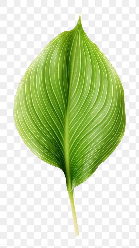 PNG Leaf plant green white background. AI generated Image by rawpixel.