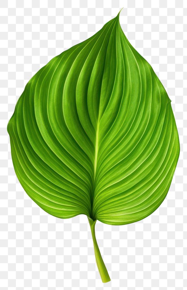 PNG Plant leaf green white background. AI generated Image by rawpixel.
