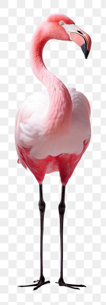 PNG  Flamingo animal bird beak. AI generated Image by rawpixel.