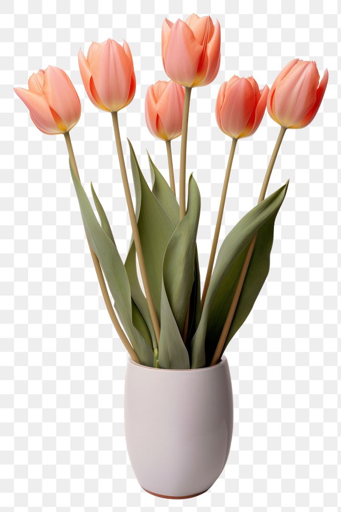 PNG  Tulip flower plant vase. AI generated Image by rawpixel.