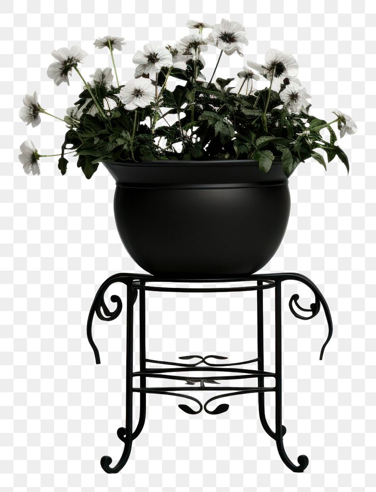 PNG Flower furniture plant black. AI generated Image by rawpixel.