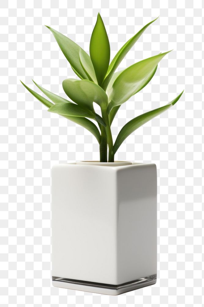 PNG Plant vase flower leaf. AI generated Image by rawpixel.