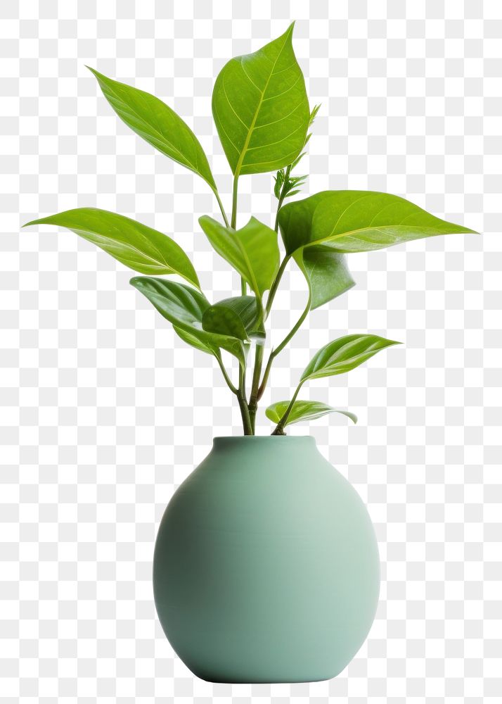 PNG Flower plant leaf vase. AI generated Image by rawpixel.