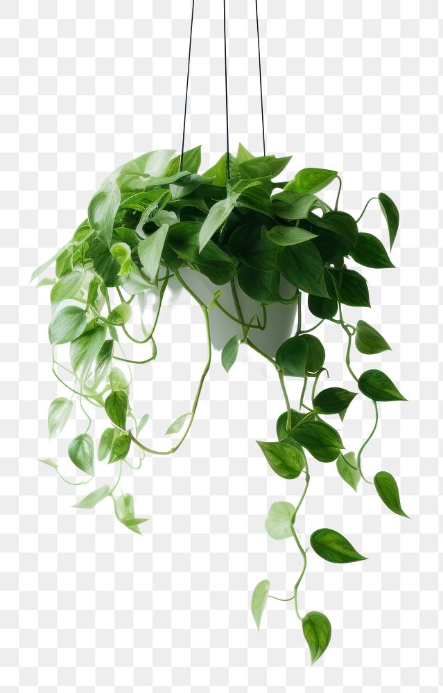 PNG Plant hanging green leaf. AI generated Image by rawpixel.
