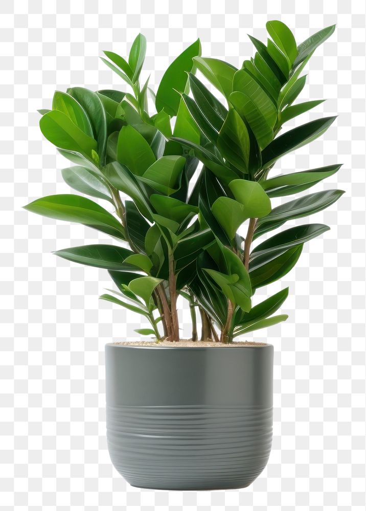 PNG Plant bonsai leaf vase. 