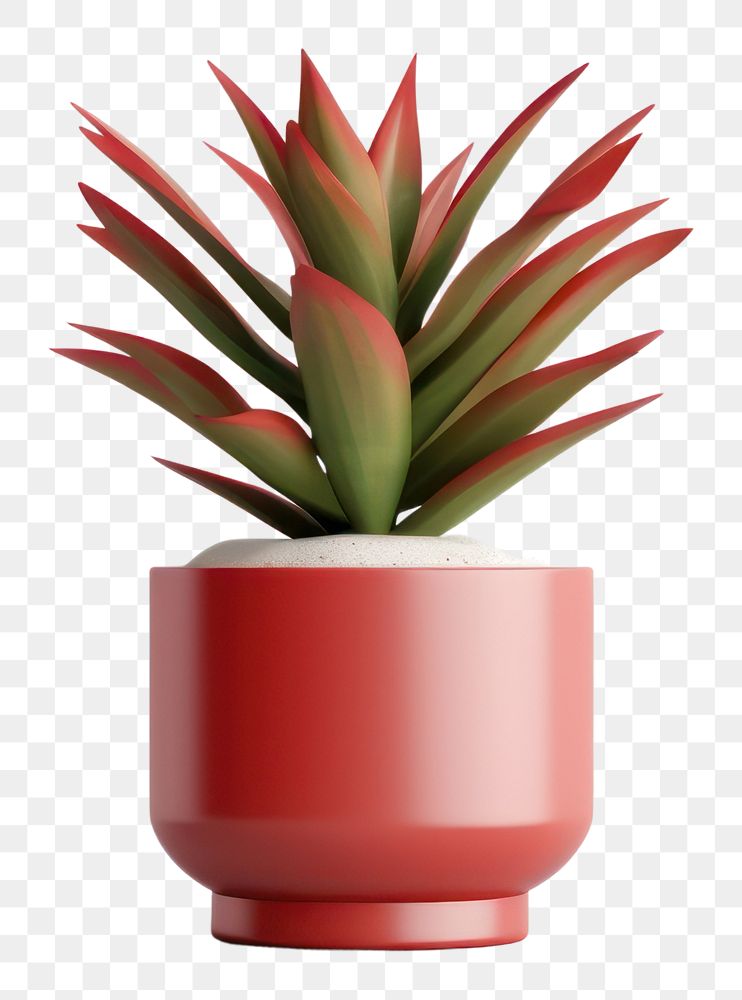 PNG Potted plant aloe vase  