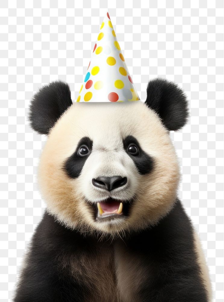 PNG Mammal animal bear celebration. AI generated Image by rawpixel.