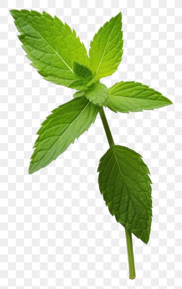 PNG Herbs plant leaf mint. 