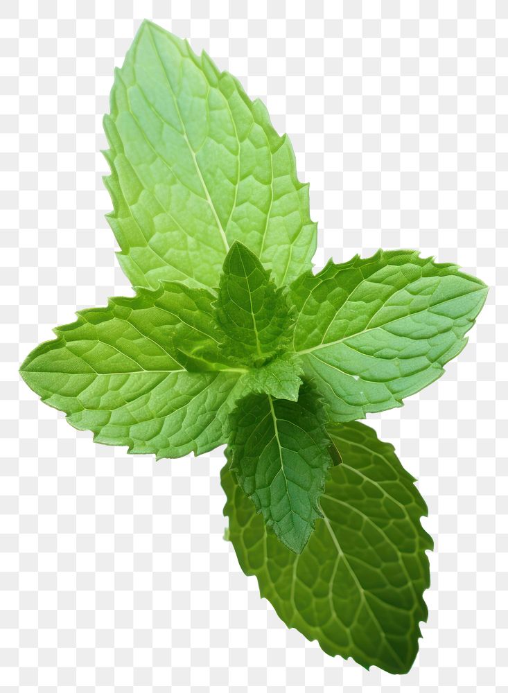 PNG Herbs plant leaf mint. 