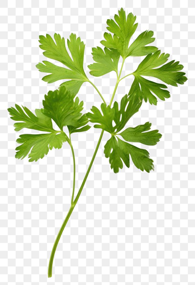 PNG Parsley plant herbs  