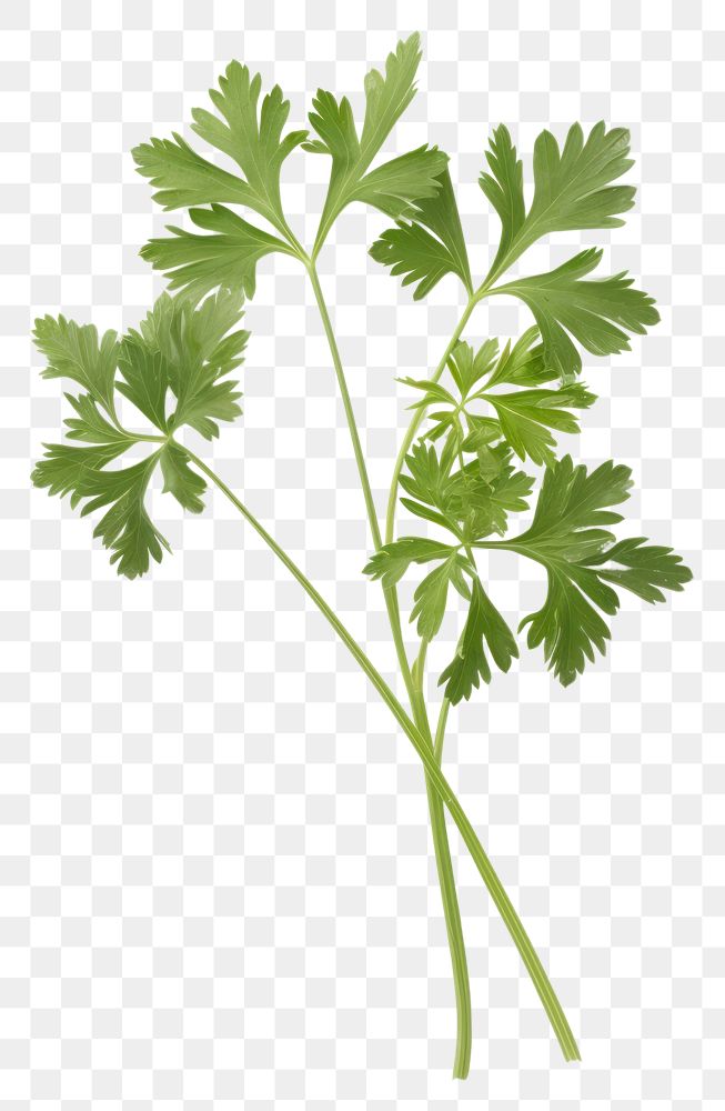 PNG Parsley plant herbs white background. AI generated Image by rawpixel.